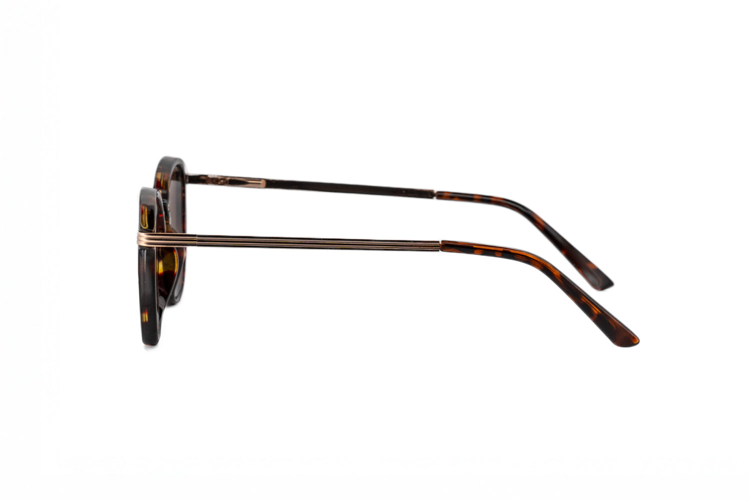 Tortoise / Brown
